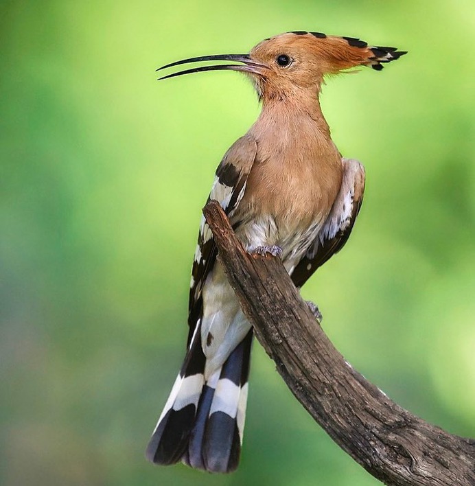 #birdstagram: Graceful Bird Photography by Peter Kühn