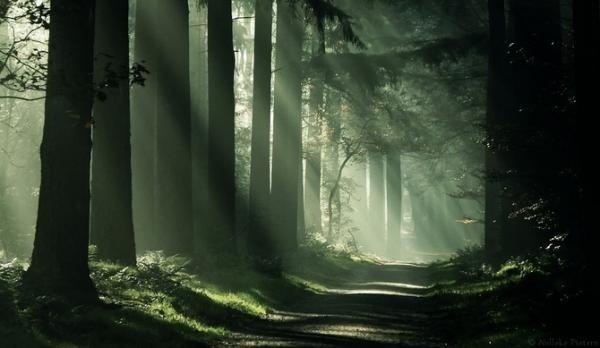 Forrest photography by Nelleke Pieters #pieters #forrest #photography #nelleke