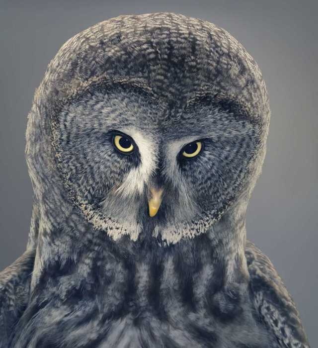 More Than Human by Tim Flach #inspiration #photography #animal
