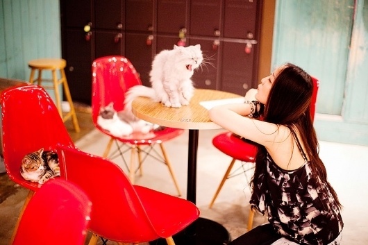 PARK & CUBE » Catnapper #in #cafe #seoul #cat