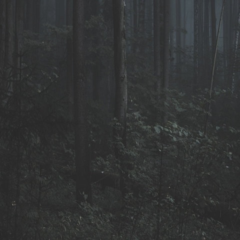 FFFFOUND! | trust_no1 #forest #photography #dark #leaves
