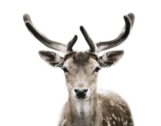 mortenkolby9.png (721×566) #antlers #deer