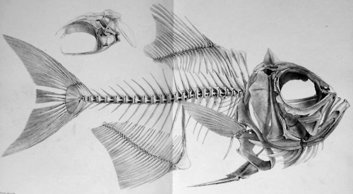 tumblr_lk5jo8KJxb1qgzqeto1_500.jpg (JPEG Image, 500x275 pixels) #illustration #fish #bones