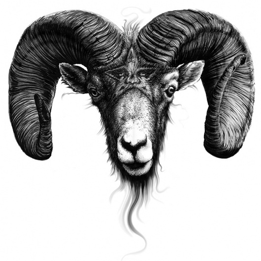 b&w_21.jpg 800×800 pixels #head #illustration #rams #joe #king