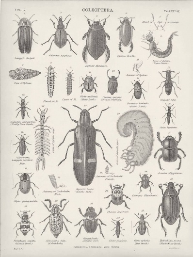 1882 Coleoptera Beetles Cockchafer Water Beetles Glowworms Engravings : Pictorial Gems