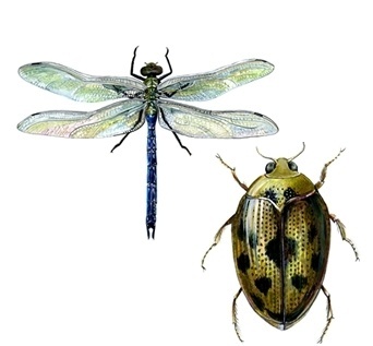 freelance-illustrator.jpg (JPEG Image, 342x317 pixels) #dragonfly #insects #illustration