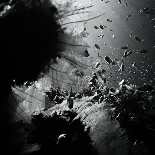 水中の写真 : Hengki Koentjoro Photography | Ghost Room #ocean #white #fish #black #mono #photography #and