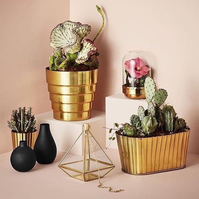 #pots #plants #golden #plants