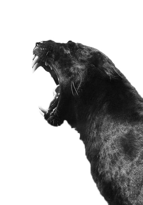 Filth Flarn Filth #teeth #white #roar #feline #jaguar #big #cat #black #photography #and #animal