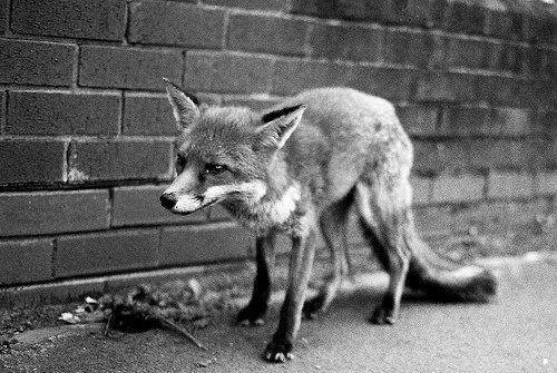 tumblr_l15on5B2uY1qzs56do1_500.jpg (500×335) #fox