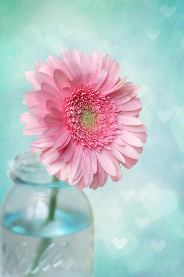 daisy painting & daisy paint by number #painting