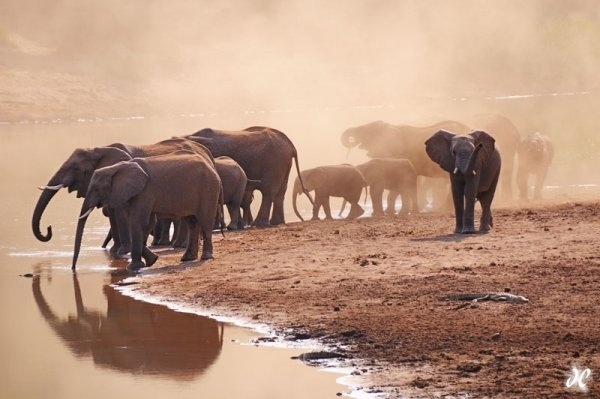 Wildlife Photography by Joshua Cripps » Creative Photography Blog #inspiration #wildlife #photography