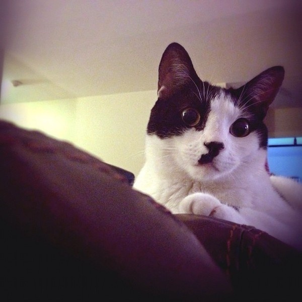 Likes #iphone #photography #cat #instagram