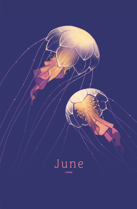 June – Lotus by Heather Penn