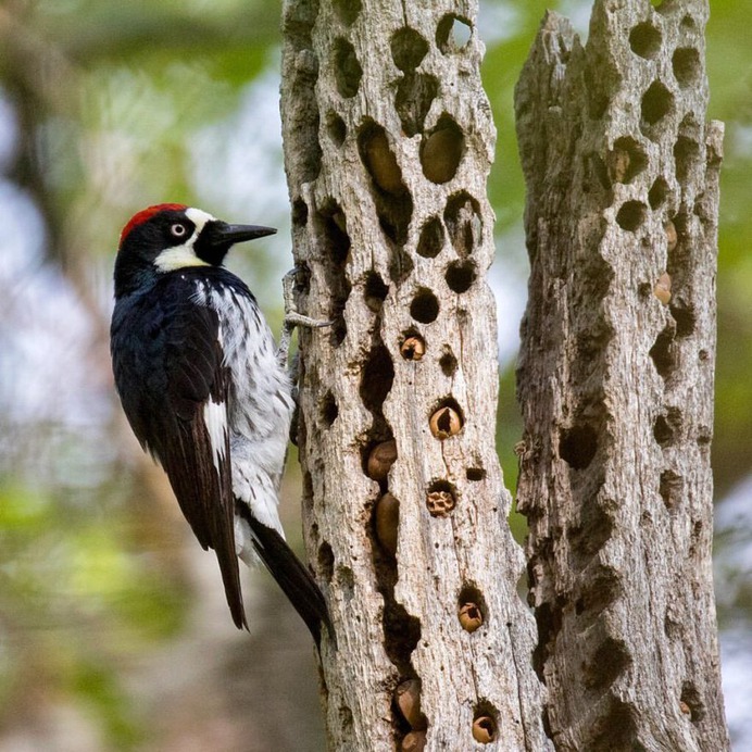 #kings_birds: Wonderful Bird Photography by Liron Gertsman