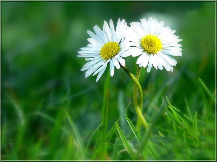 daisy painting & daisy paint by number #painting