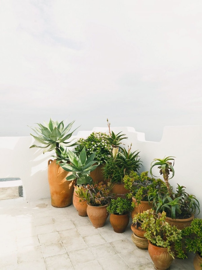 Rooftop container garden. Tangier Properties. © Salva López. #roofterrace #containergarden