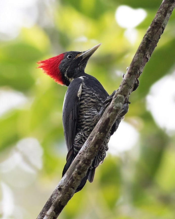 #kings_birds: Wonderful Bird Photography by Liron Gertsman