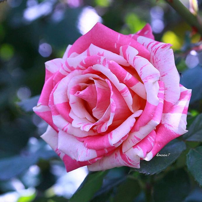 #total_roses: Beautiful Pictures of Roses by Kimi Sasa