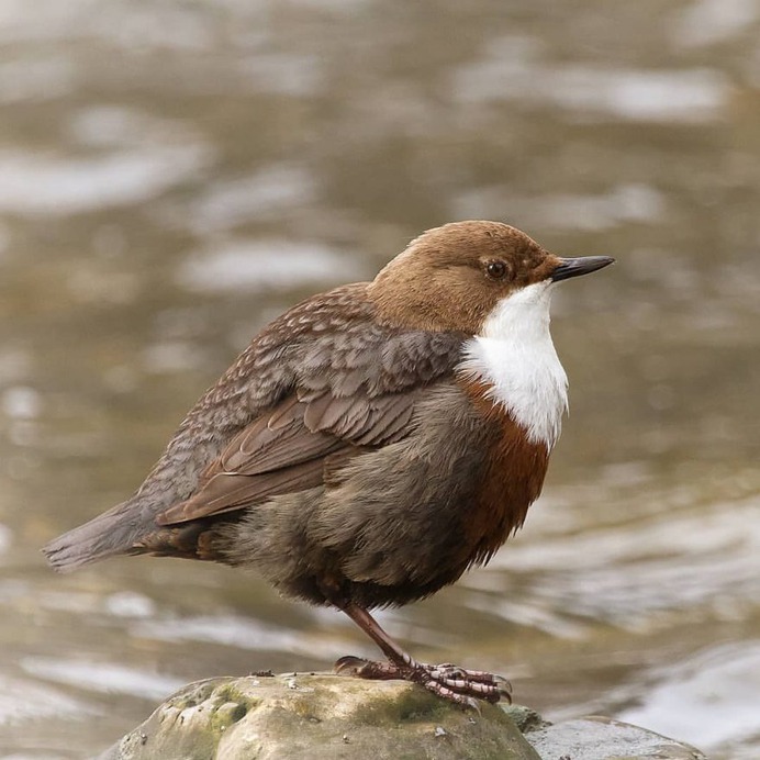 #birdfreaks: Stunning Bird Photography by Kotics Zsolt