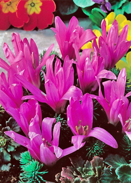 Zimowit wiosenny (Colchicum bulbocodium) Cebulki - Bilscy.info