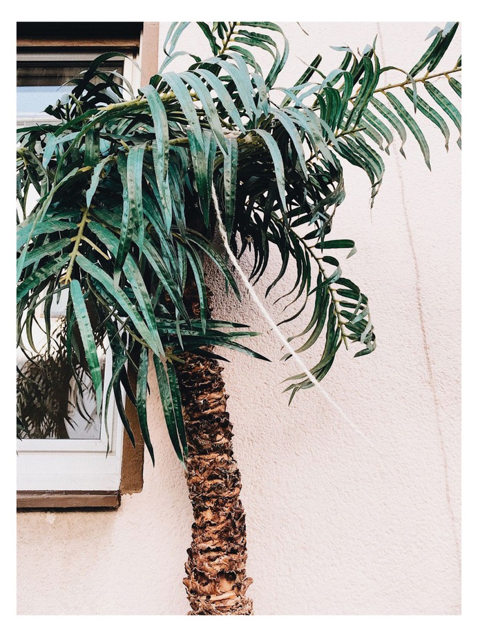#palmtree #urbanjungle
©
[ catrin mackowski ]