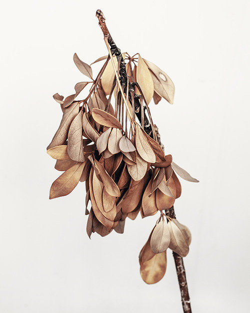 state of the state #still #photography #life #plant