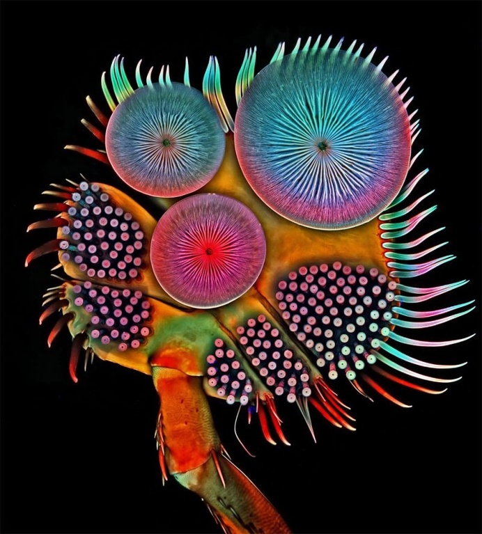 Winners Of Nikon Small World Photography Competition 2016