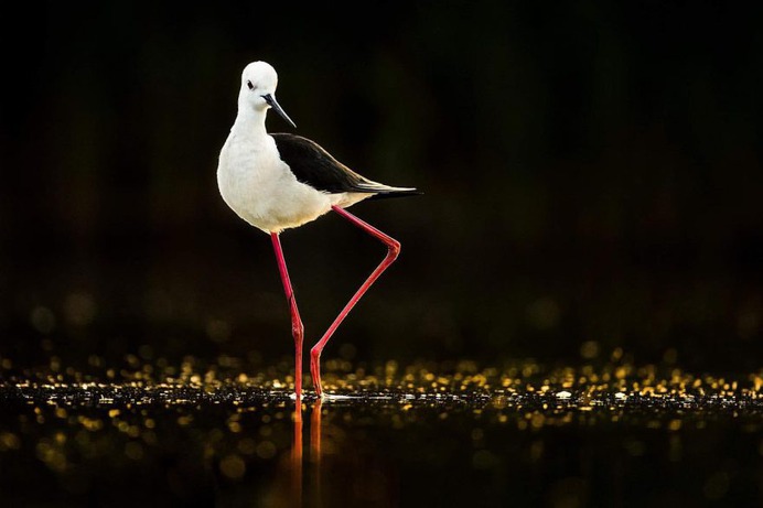 Brilliant Birds Photography by Jonas Classon