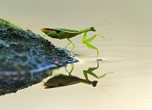 Daily Inspirations no. 369 | Cruzine #insect #photography