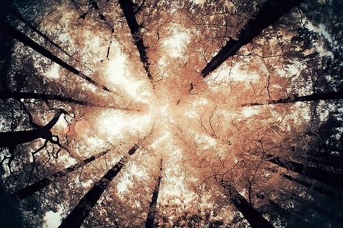 twentythree : #photo #color #photography #nature #trees