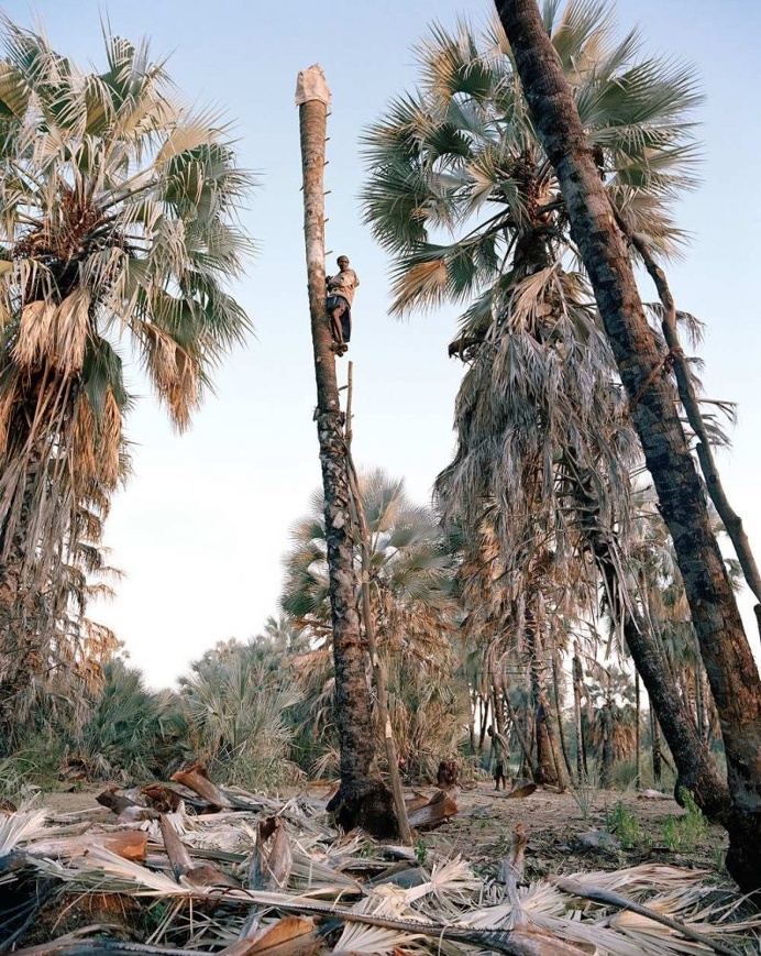 Palm Wine Collectors by Kyle Weeks