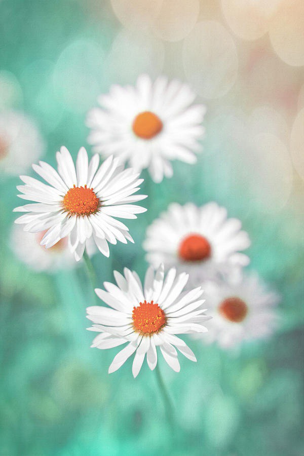 daisy painting & daisy paint by number #painting
