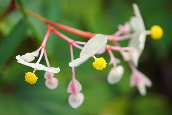 #ig_flowers: Beautiful Flowers Photography by Yasushi Kawakami