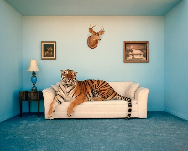 tumblr_ltw439fjnv1qce0too1_1280.png (997×801) #sofa #tiger
