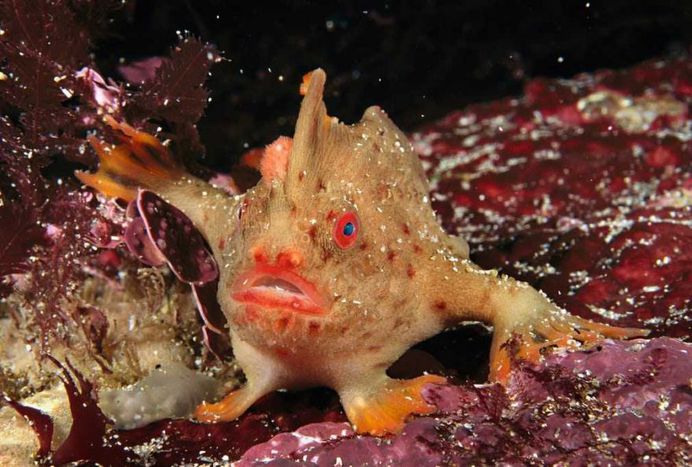 The fish that walks on its hands by Fred Bavendam