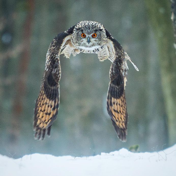 #birdsofinstagram: Incredible Bird Photography by Warren Price