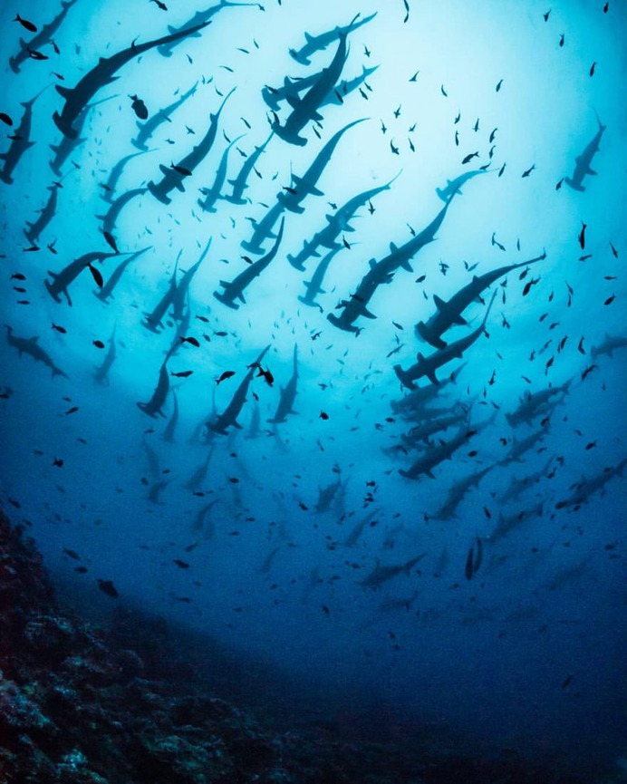 Majestic Underwater Shark Photos by Simon J Pierce