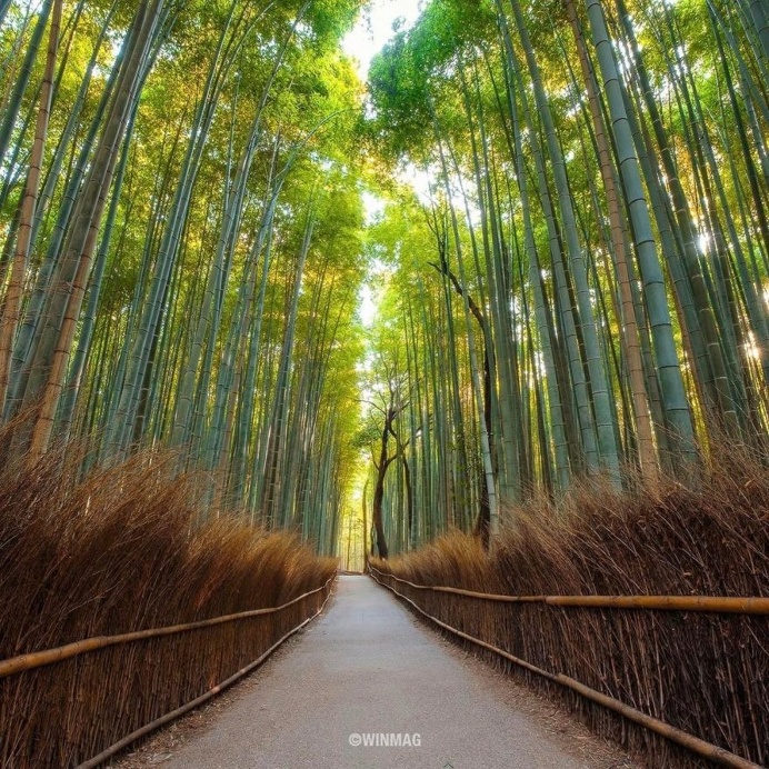 Arashiyama Bamboo Forest