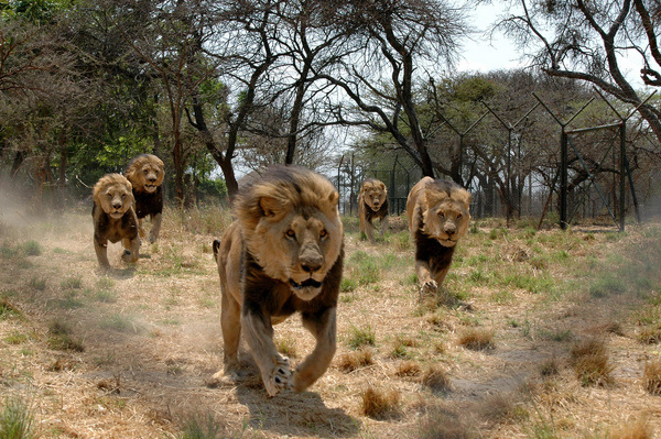 6315554565_d0b0c7f688_b.jpg (1024×681) #pack #lions #hunting