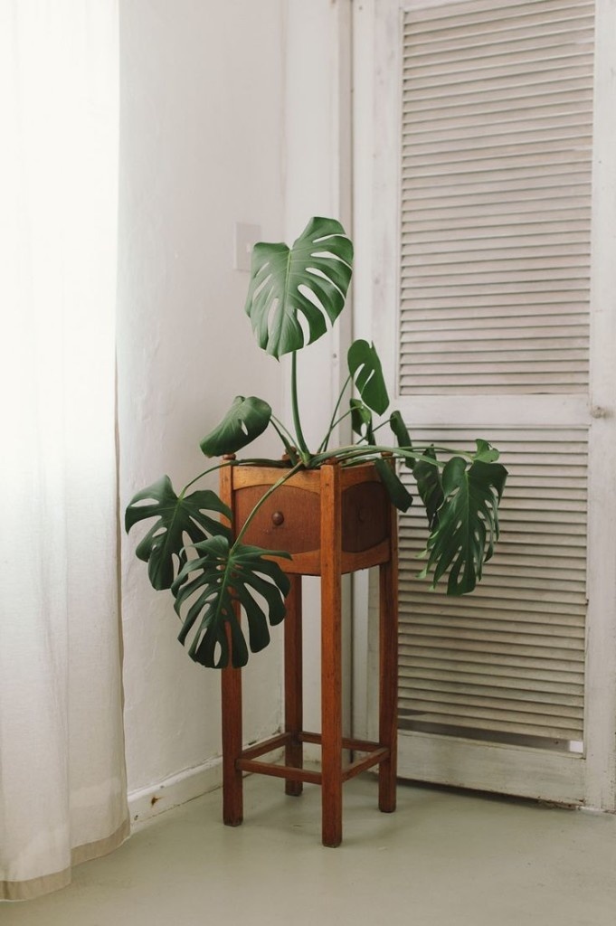 #monstera #monsteradeliciosa #plant #indoorplant