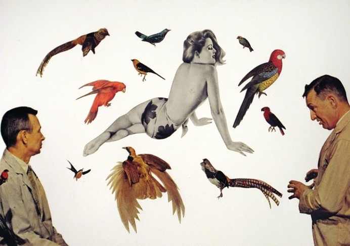 Rare Bird, collage, 2010, #art #collage #vintage #bird #birds