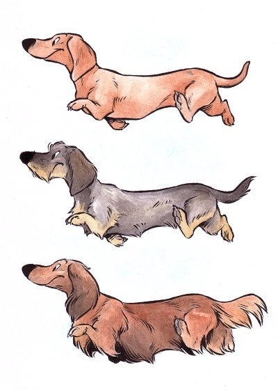Dackels by Henrieke #illustration #dog