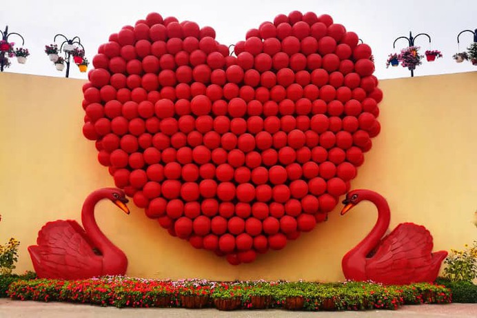 Swans guarding heart at the Dubai Miracle Garden. The guardians of heart floral theme at the Dubai Miracle Garden.
