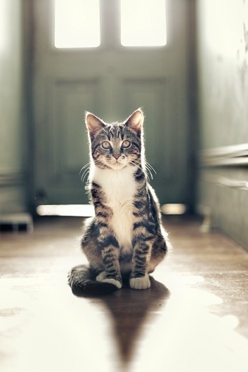 mZHh5.jpg (567×851) #fotografi #kucing