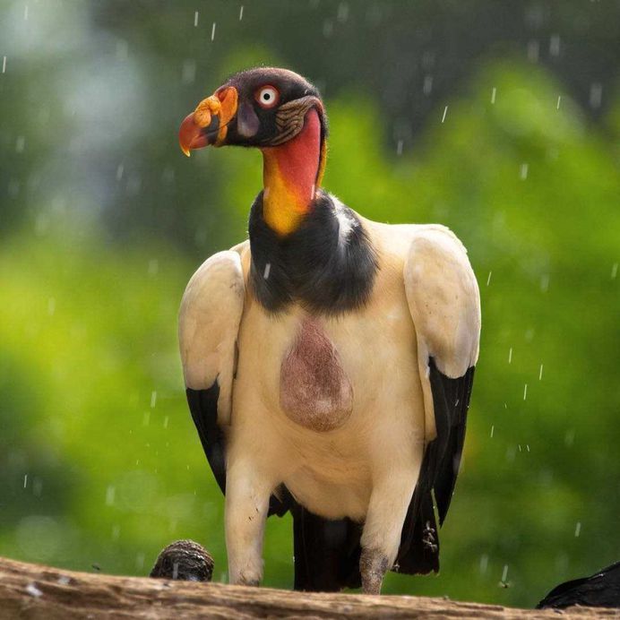 #bestbirds: Beautiful Bird Photography by Alejandra Perez