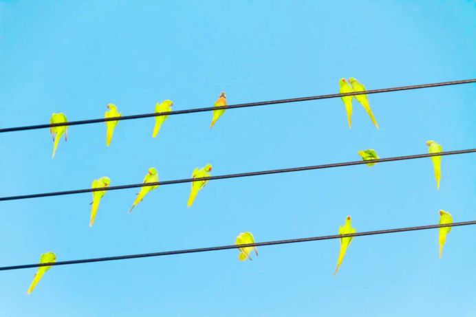 Tokyo Parrots by Yoshinori Mizutani – Photogrist Photo Mag – Medium
