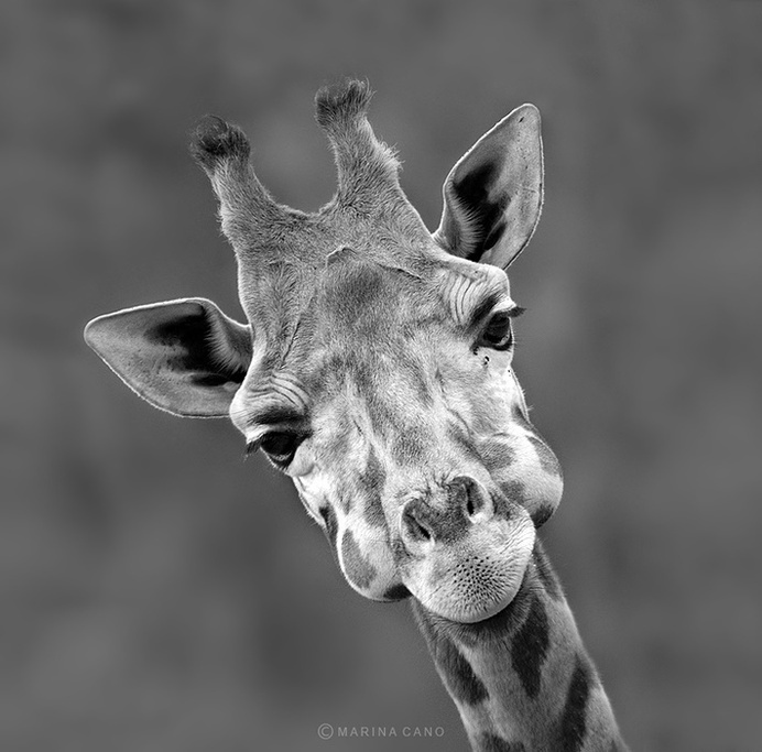 Splendid Wild Animals Photos by Marina Cano #photography #animal