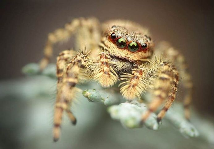Jumping Spider by Richard Kubica