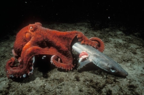 W E L L ※ F E D #octopus #shark
